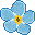 Myosotis
