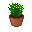Cactus en pot